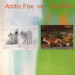 Арктикийн үнэгийг хэн амьд үлдэх вэ? Red Fox 2016