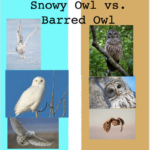 Snowy Owl vs Barred Owl