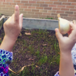 PreK students shows garlic plant