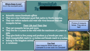 Mosquitofish