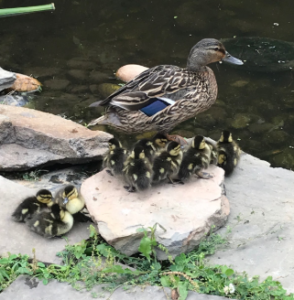Each year, ducklings are born in the courtyard.