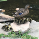 Each year, ducklings are born in the courtyard.