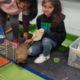 4th grade students care for Paige, the rabbit.