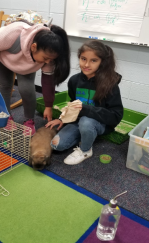 四年級的學生照顧兔子Paige。