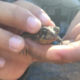 Un étudiant d'Interlude a relâché des grenouilles dans l'étang de la cour.