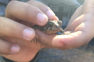 Un étudiant d'Interlude a relâché des grenouilles dans l'étang de la cour.