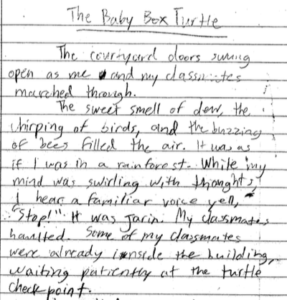 Baby Box Turtle document
