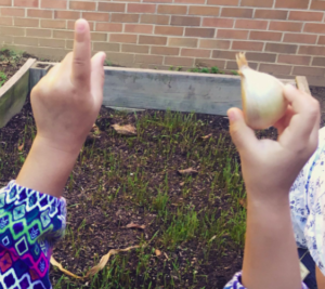 Prek student demonstrates end of garlic to point up at planting